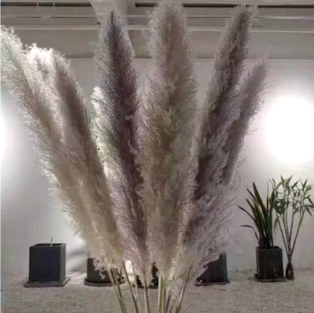 Luxury Boho Pampas Grass – 80cm Natural Fluffy Dried Plumes for Wedding & Home Décor