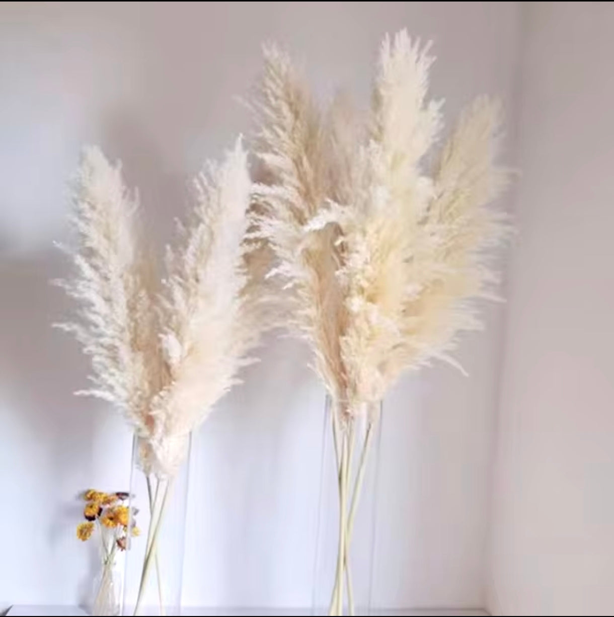 Luxury Boho Pampas Grass – 80cm Natural Fluffy Dried Plumes for Wedding & Home Décor